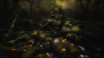 Elven forest / ***