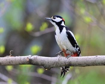 Woodpecker / ***