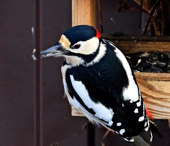 Great Spotted Woodpecker / ***