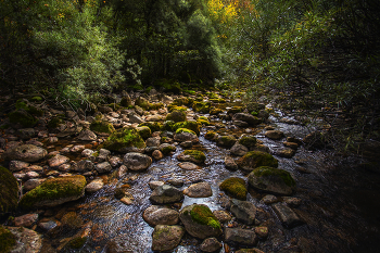 Forest River / ***