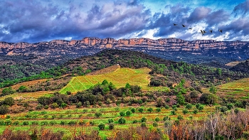 Poboleda - oliveres i vinyes (serra Montsant al fons) - Priorat / Poboleda - oliveres i vinyes (serra Montsant al fons) - Priorat