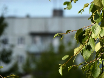 Birch / ***
