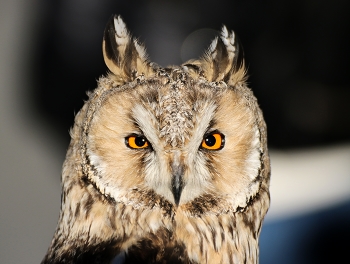 Screech-owl / ***