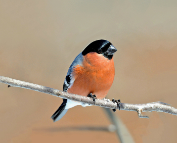 Bullfinch / ***