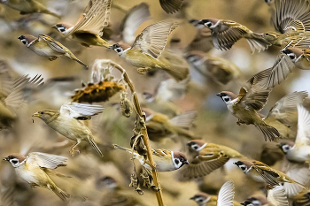 Sparrows / ***