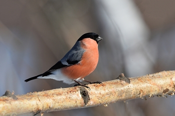 Bullfinch / ***