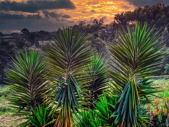 El Pito (Cudillero) - Yucca aloifolia - Astúries / El Pito (Cudillero) - Yucca aloifolia - Astúries