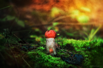 Orange-cap boletus / ***