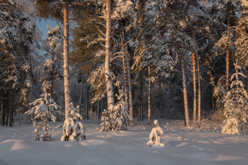 At the edge of forest / ***