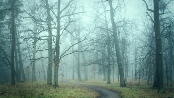 walk in the fog / ***