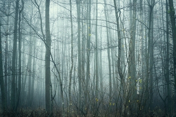 walk in the fog / ***