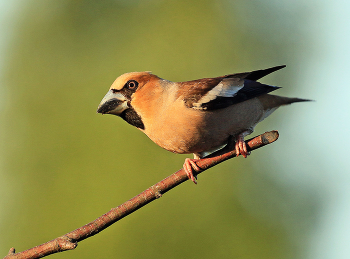 Grosbeak / ***