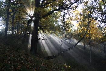 Sunrise over the river / ***