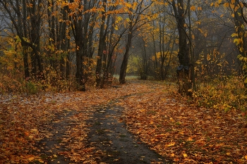 Autumn road / ***