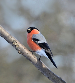 Bullfinch / ***