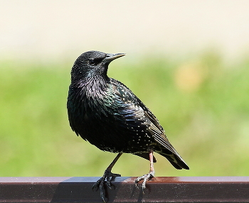 Starling / ***