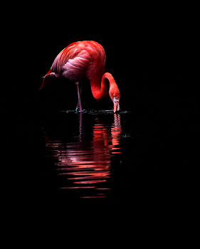 Flamingo / ***