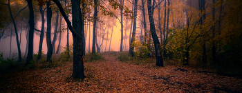 morning in the autumn forest / ***