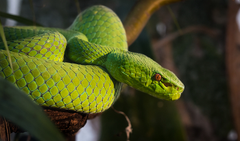 Green Pit-Viper / A Green Pit Viper poised on a tree branch. 

Found in Asia and Pacific regions. You don't want to be bitten by this guy. Locally known as &quot;The 100 Pace Snake&quot; because of a legend that says you'll walk 100 paces after this guy bites you, then drop dead