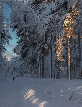 Morning in the forest / ***