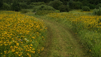 Daisies. / ***