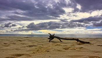 Bird Island beach / ***