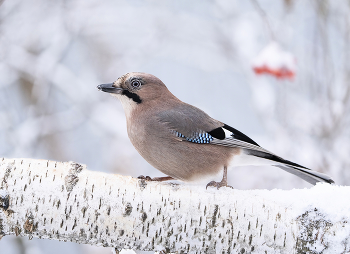 Jay / ***