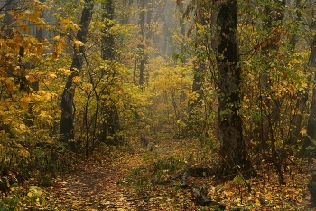 Morning in the forest / ***