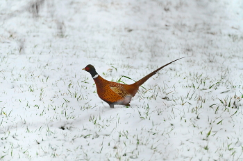 Rencounter / Phasianus colchicus