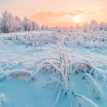 Frosty evening / ***