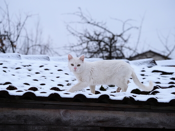 Cat on the Roof / ***