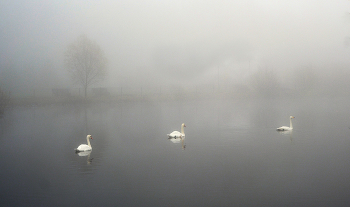 Swan Lake / ***