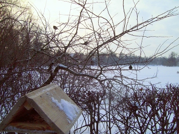 In Tsarskoye Selo / ***