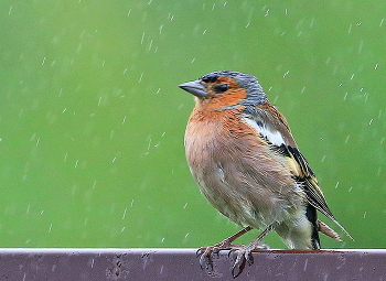 Rainy mood / ***