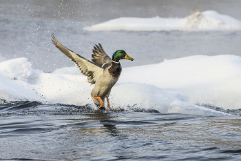 On the winter river / ***