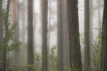 Misty forest / ***