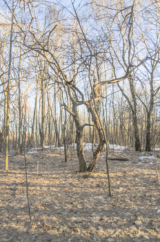 Sunny afternoon / ***