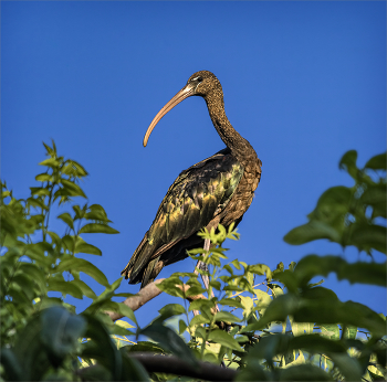 settled for the night / ***