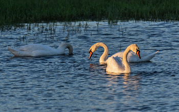 The first beam / ***