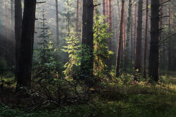 Forest wakes / ***