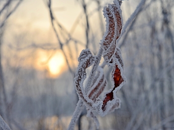 "Frost and the sun ..." / ***