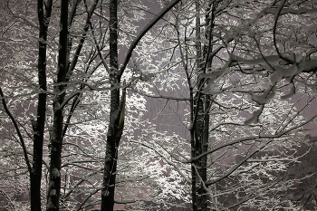 snowing / ***