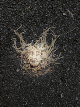 Medusa / Wild