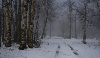 Foggy morning / ***