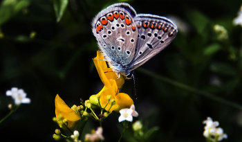 Copper-butterfly / ***