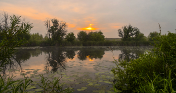 Little flowers / ***