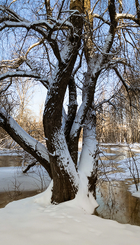 Old willow / ***