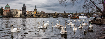 The Charles Bridge / ***