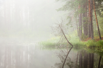 Foggy morning / ***