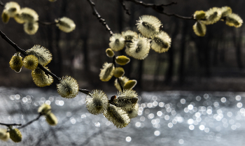 Spring. / ***